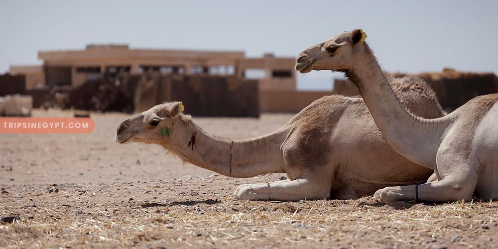 Wadi El Gemal Gallery (7) - Trips in Egypt