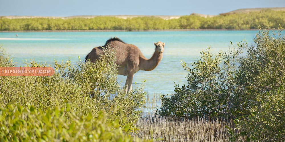 Wadi El Gemal Gallery (8) - Trips in Egypt