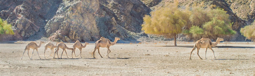 Wadi El Gemal Gallery (9) - Trips in Egypt