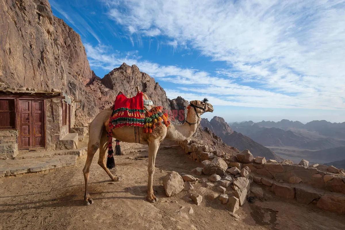 Camel Looking Out at Mount Sinai in Egypt - Trips in Egypt