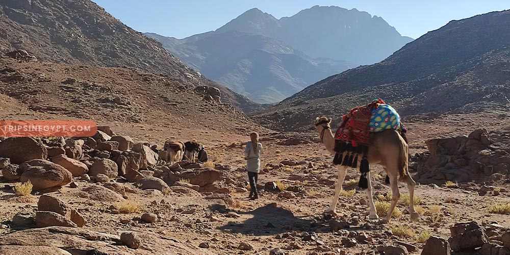 Mount Sinai Trail - Trips in Egypt (1)