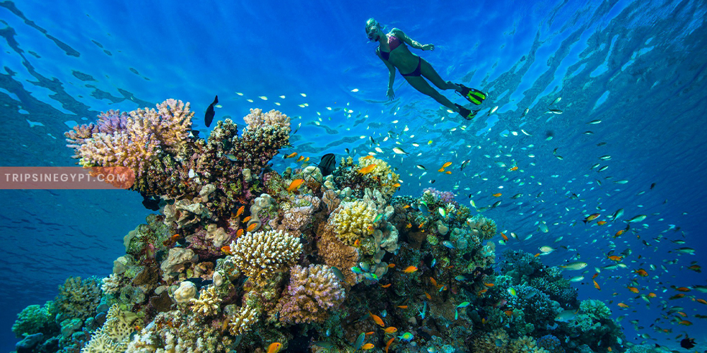 Snorkeling at Hurghada- Trips in Egypt