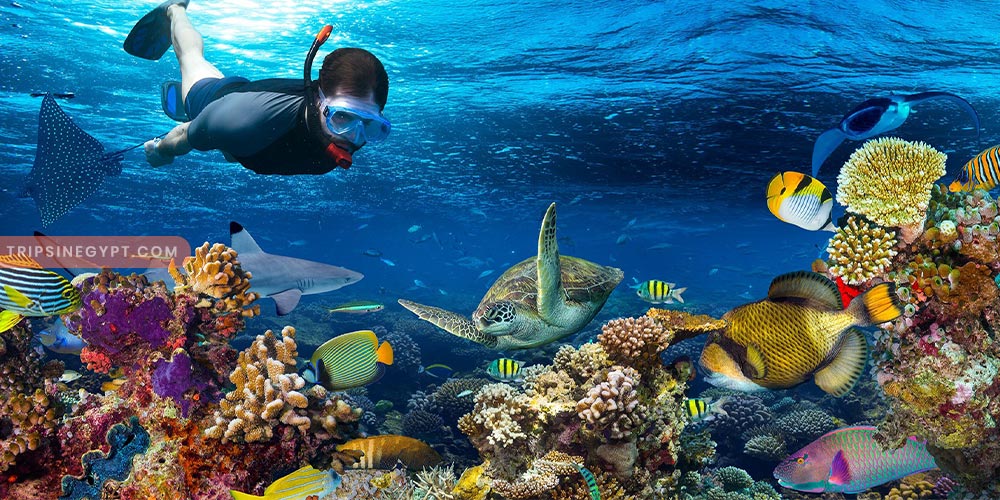 Snorkeling at Sharm El Sheikh Gallery - Trips in Egypt