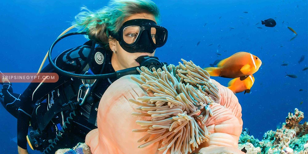 Snorkeling at Sharm El Sheikh - Trips in Egypt