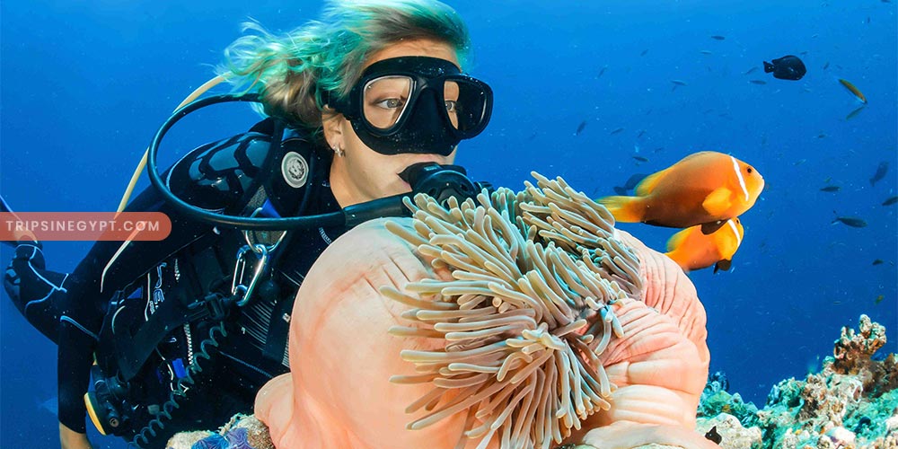 Snorkeling Gallery - Trips in Egypt (6)