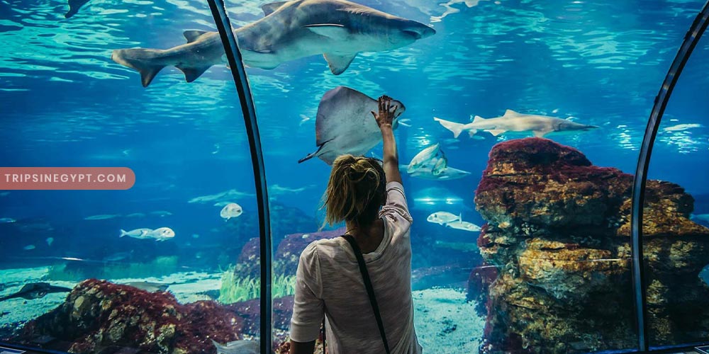 Grand Aquarium of Hurghada Gallery - Trips in Egypt (1)