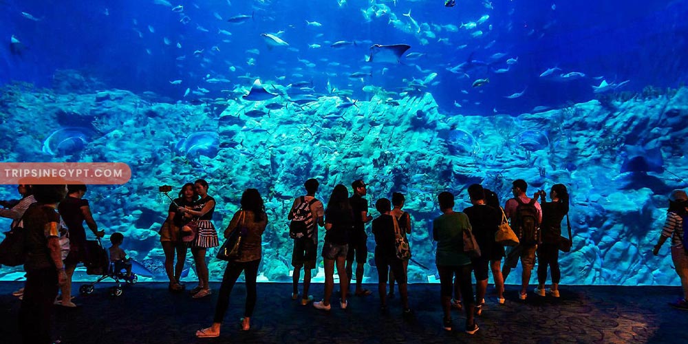 Grand Aquarium of Hurghada Gallery - Trips in Egypt (2)