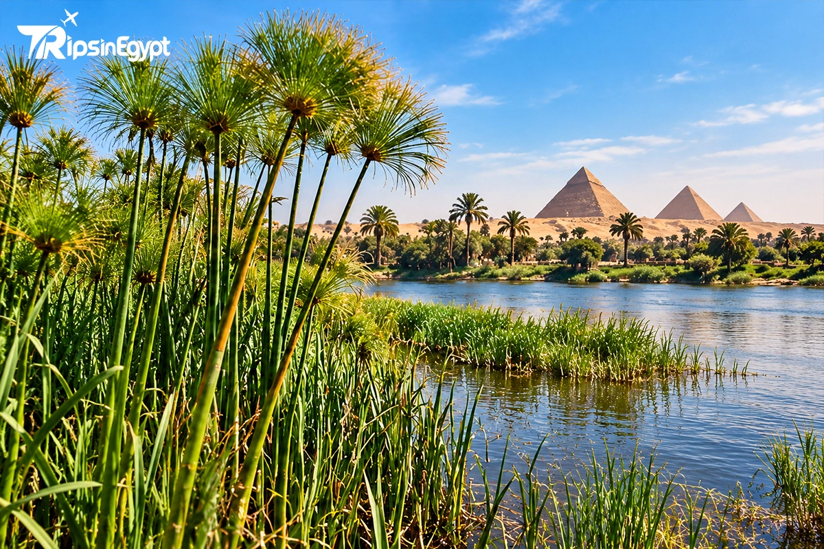 History of Papyrus and Its Modern Revival - Trips in Egypt.webp